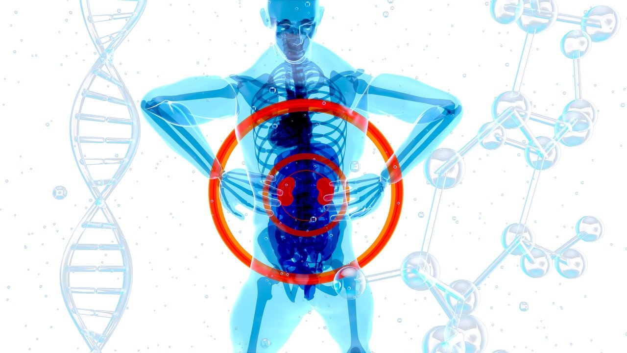 human anatomy, back pain, kidneys-7156133.jpg